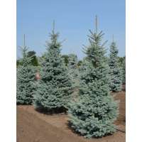 Picea pungens'Erich Frahme' 